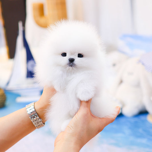 Pomeranian - Persian (Female)