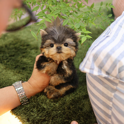 Yorkshire Terrier - Elri (Male)