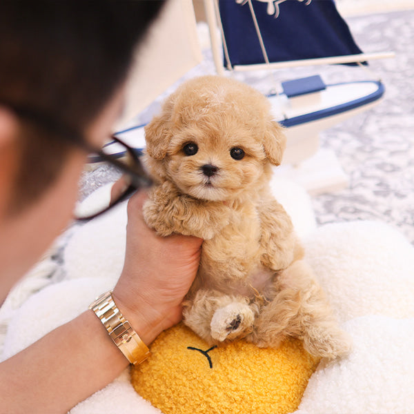 Maltipoo - Kkot (Female)