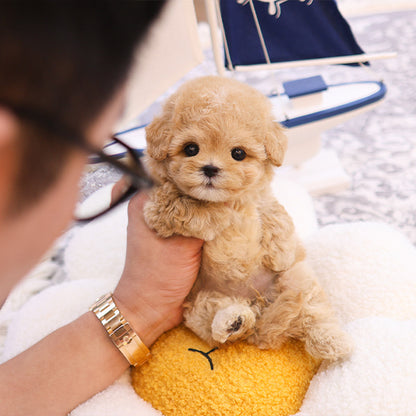 Maltipoo - Kkot (Female)