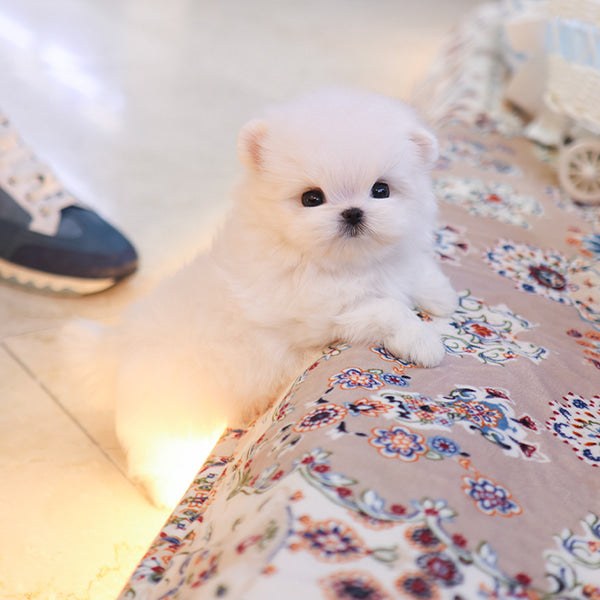 Maltese - Kobi (Male)