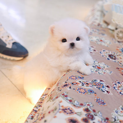 Maltese - Kobi (Male)
