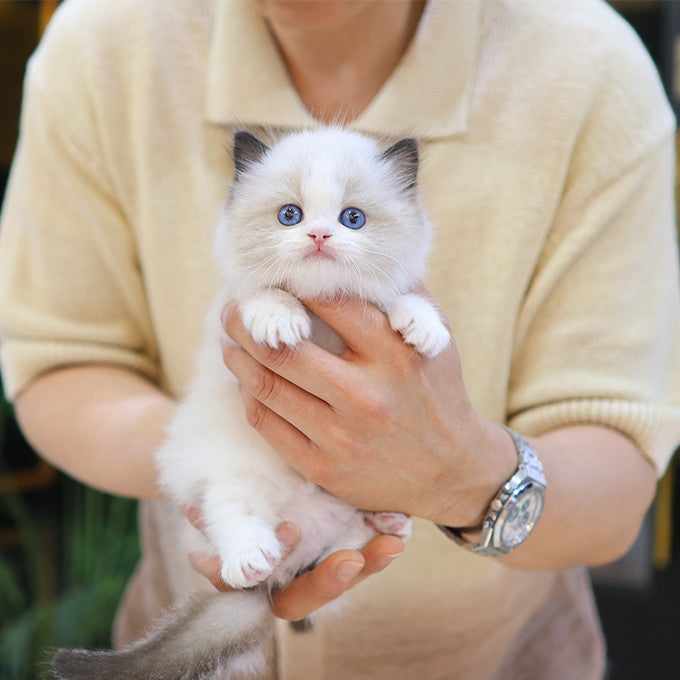 Ragdoll - Nara (Male)