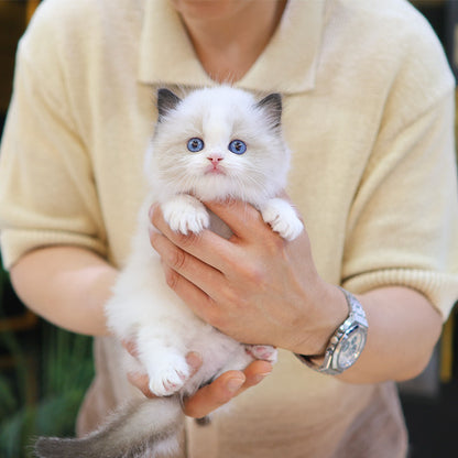 Ragdoll - Nara (Male)