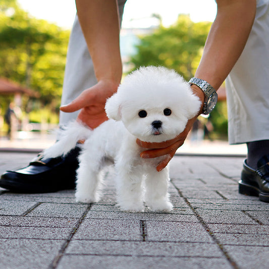 Bichon Frise - Mato (Male)