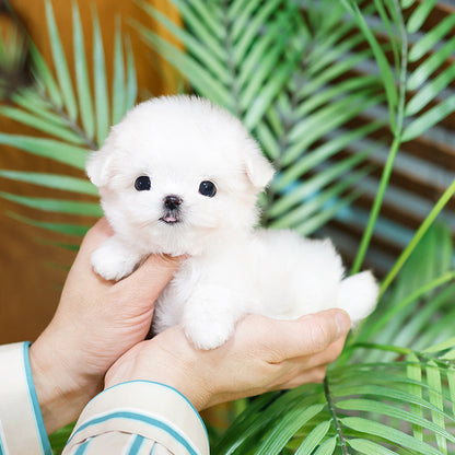 Maltese - Chabun (Female)