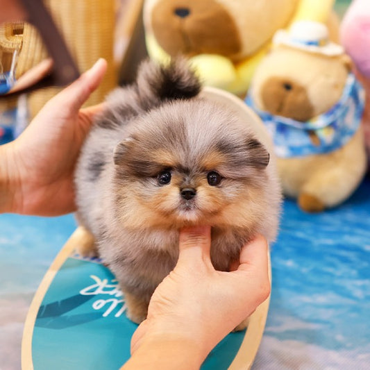Pomeranian - Elmo (Female)