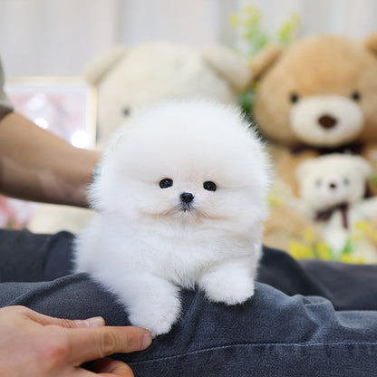Pomeranian - Sugar (Male)