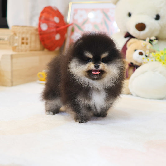Pomeranian - Chamkkae (Male)