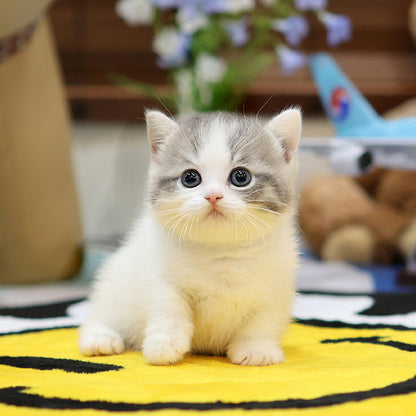 Munchkin - Myaong (Female)