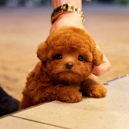 Poodle - Rikong (Female)