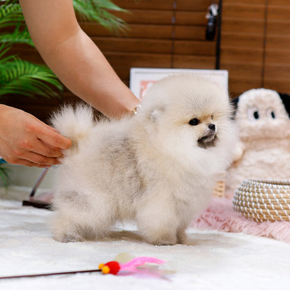 Pomeranian - Rokhi (Male)