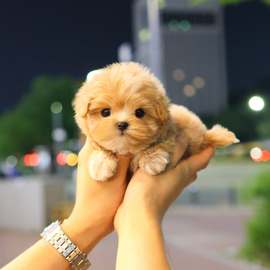 Maltipoo - Toffee (Male)