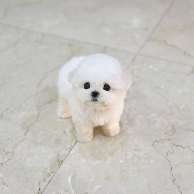Bichon Frise - Sommung (Female)