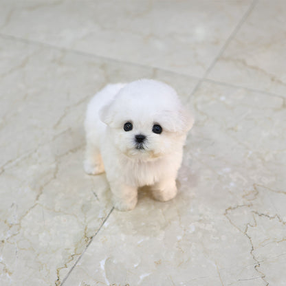 Bichon Frise - Sommung (Female)