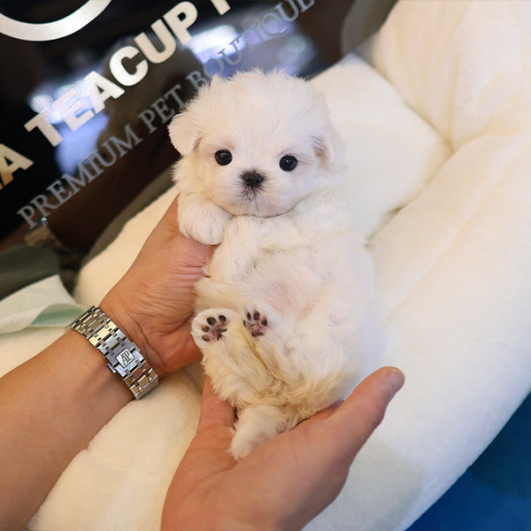 Maltese - Tini (Female)