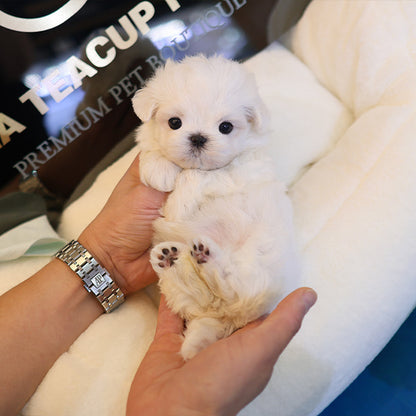 Maltese - Tini (Female)