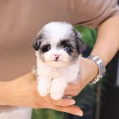 Maltipoo - Chewy (Female)