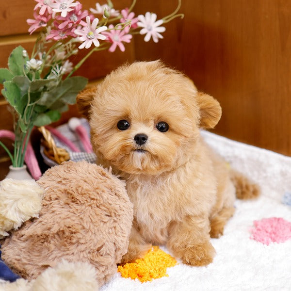 Maltipoo - Poket (Male)