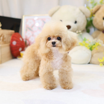 Poodle - Joma (Male)