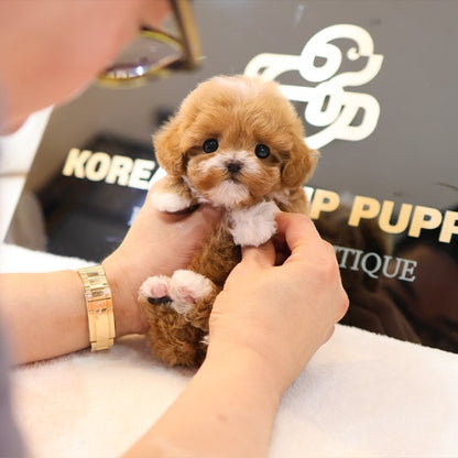 Maltipoo - Pupu (Female)