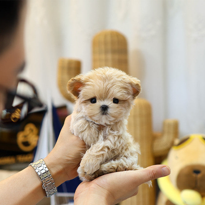 Maltipoo - Ppotto (Male)