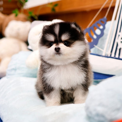 Pomsky - Dinggo (Female)
