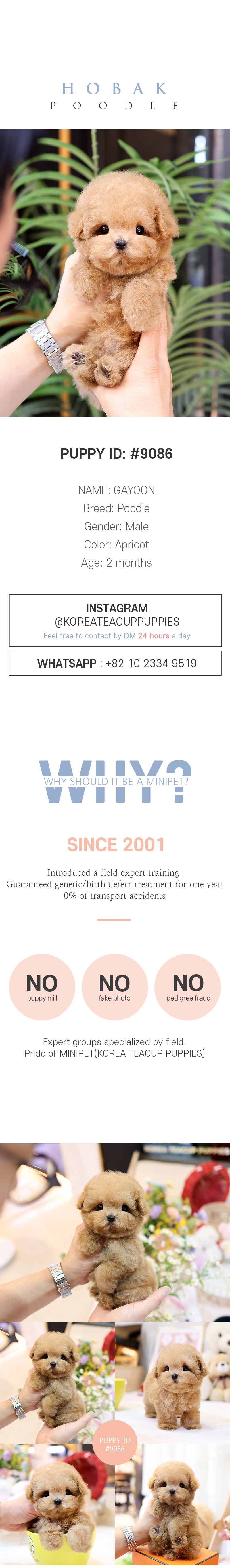 Poodle - Hobak (Male)