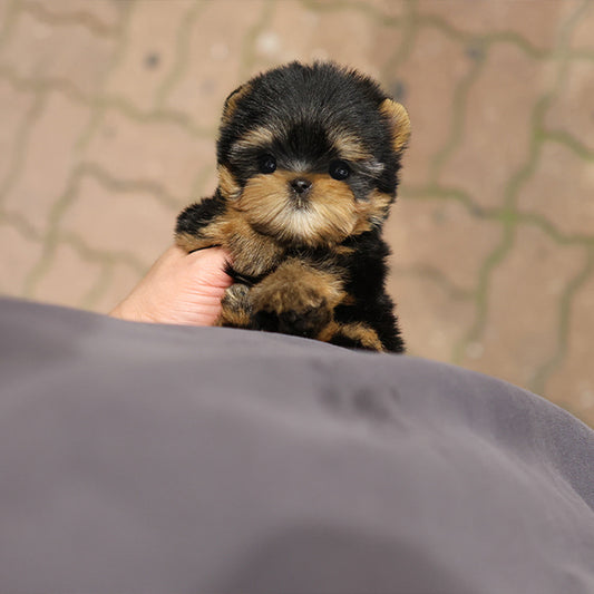 Yorkshire Terrier - Kiru (Male)