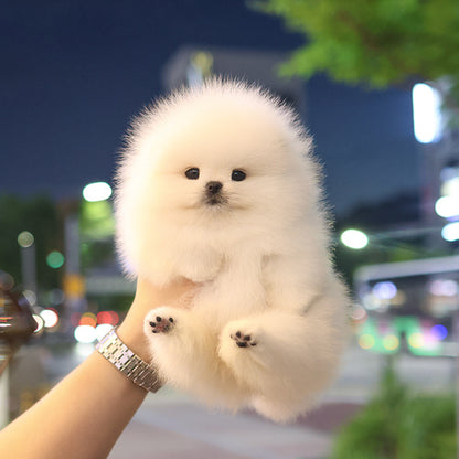 Pomeranian - Aegi (Female)