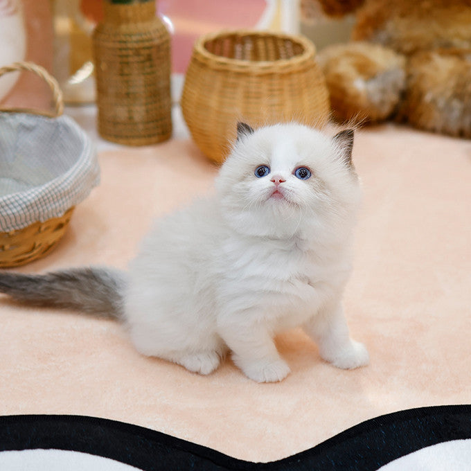 Ragdoll - Mirae (Female)