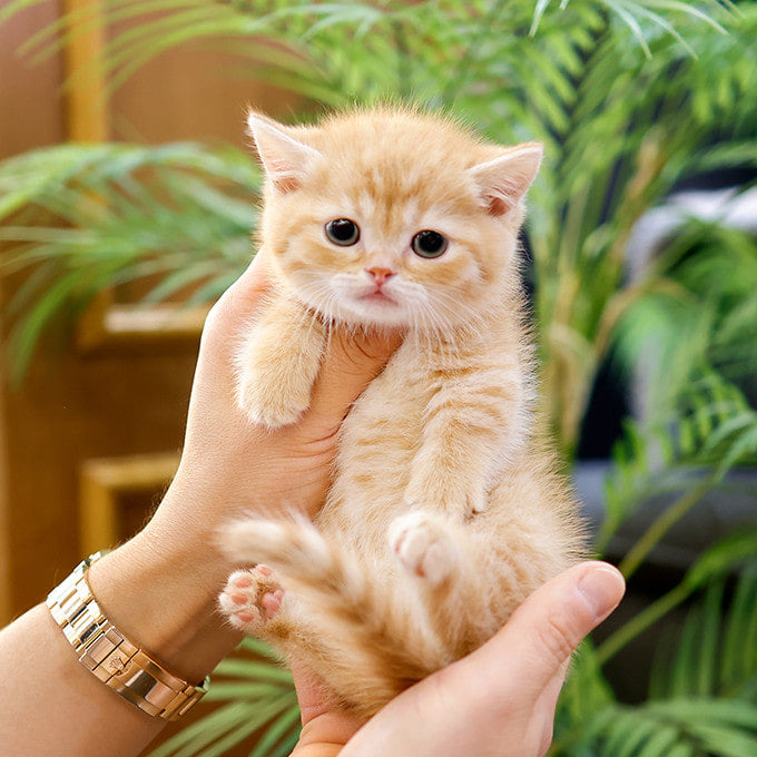 Munchkin - Akkung (Male)