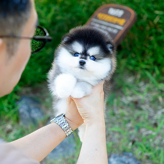 Pomsky - Ppodong (Male)