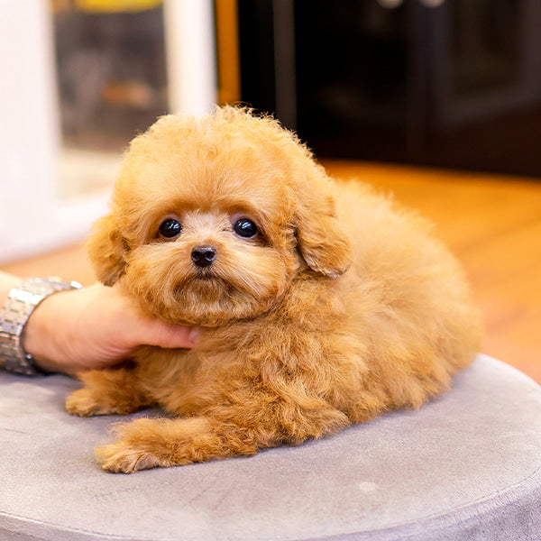 Poodle - Poko (Female)