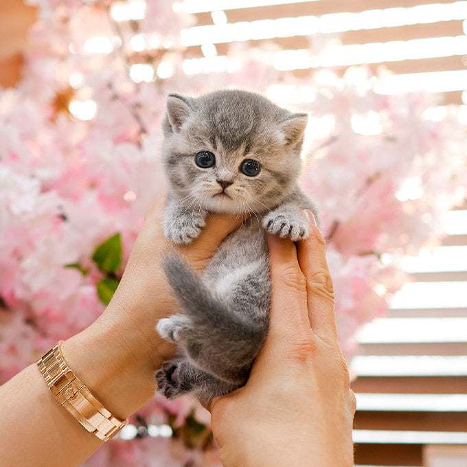 British Shorthair - Dobeu (Female)