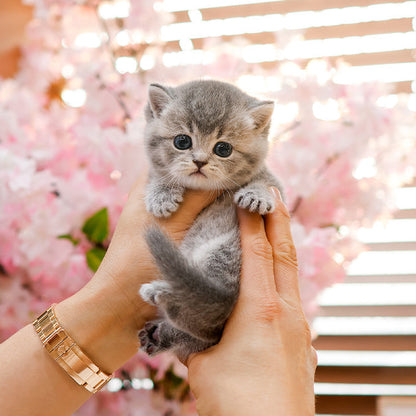 British Shorthair - Dobeu (Female)