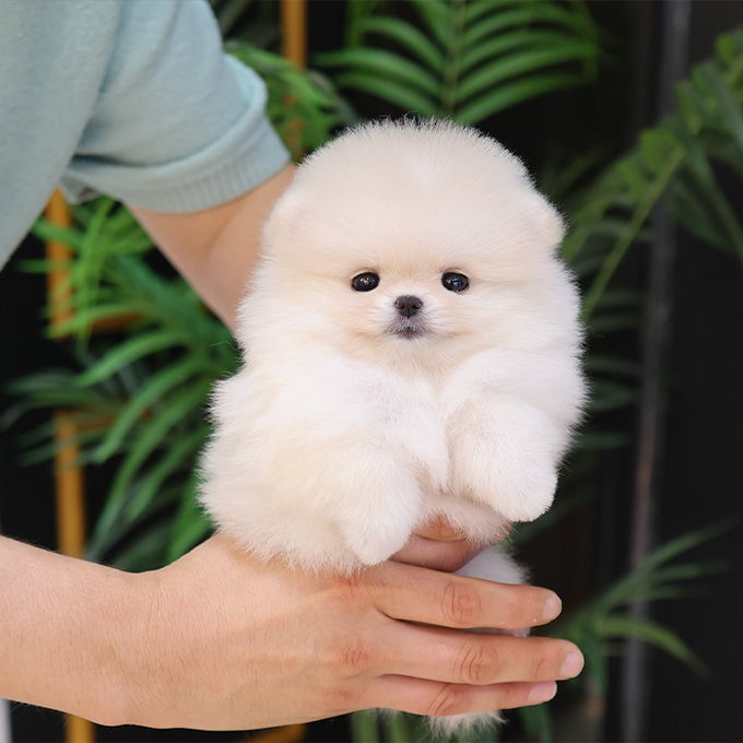 Pomeranian - Pika (Female)