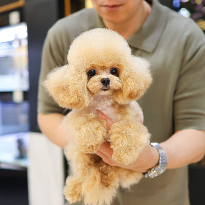 Poodle - Joma (Male)