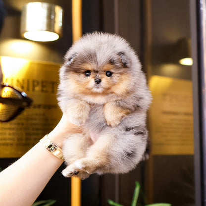 Pomeranian - Elmo (Female)