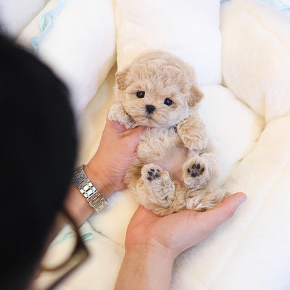 Maltipoo - Cookie (Female)