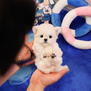 Bichonfrise - Baji (Male)