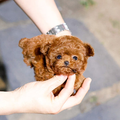 Poodle - Makong (Female)
