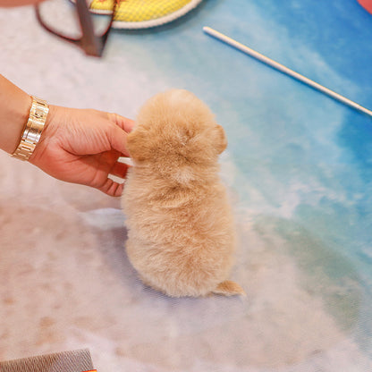 Maltipoo - Hajji (Female)
