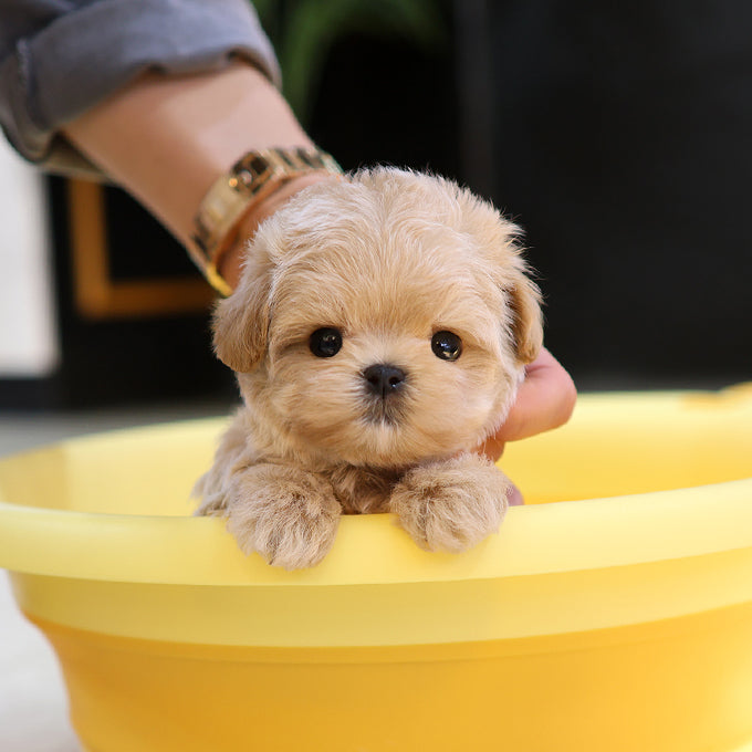 Maltipoo - Ubin (Male) $2200
