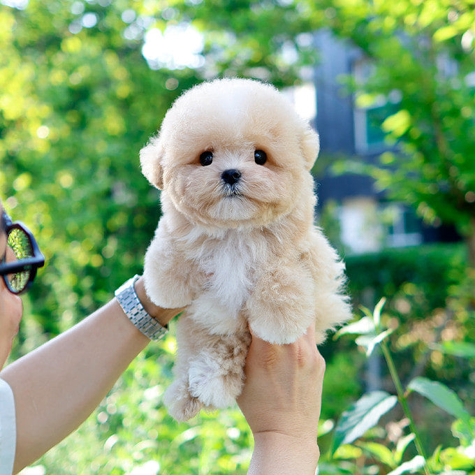 Maltipoo - Danto (Male)