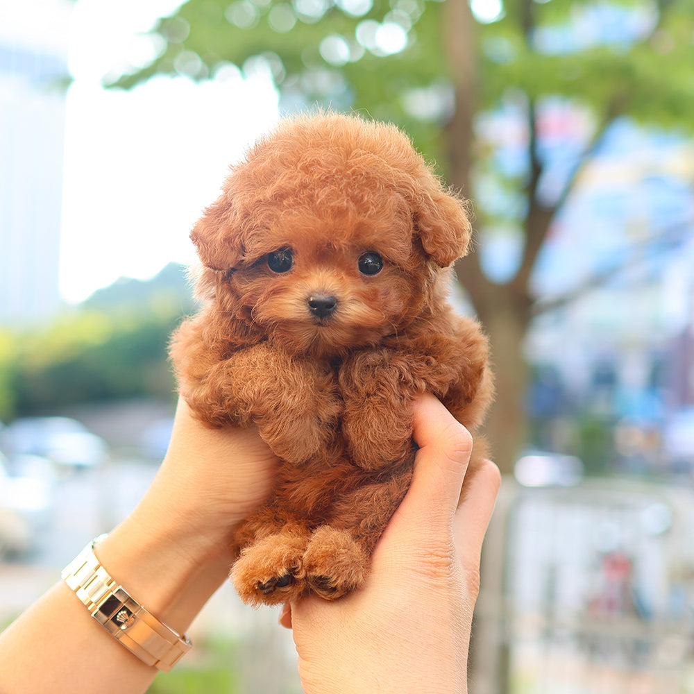 Poodle - Ppippi (Female) $3200