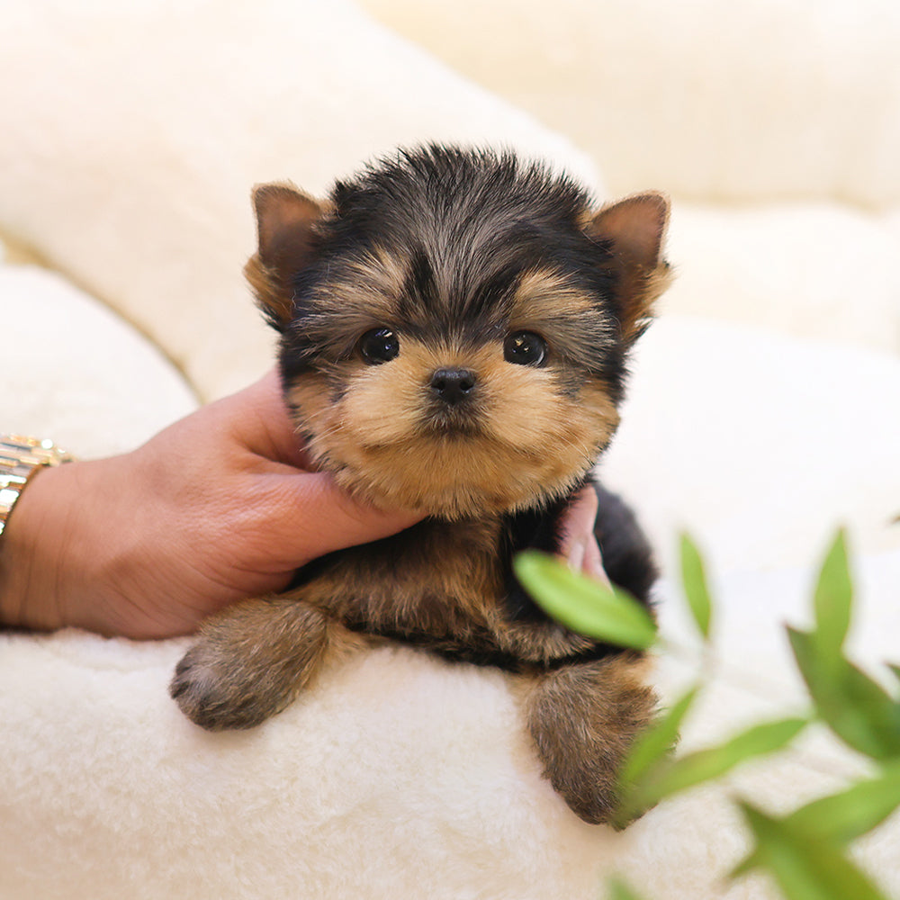Yorkshire Terrier - Ije (Male)