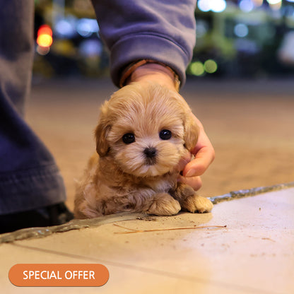 Maltipoo - Muhwagwa (Female) $2300