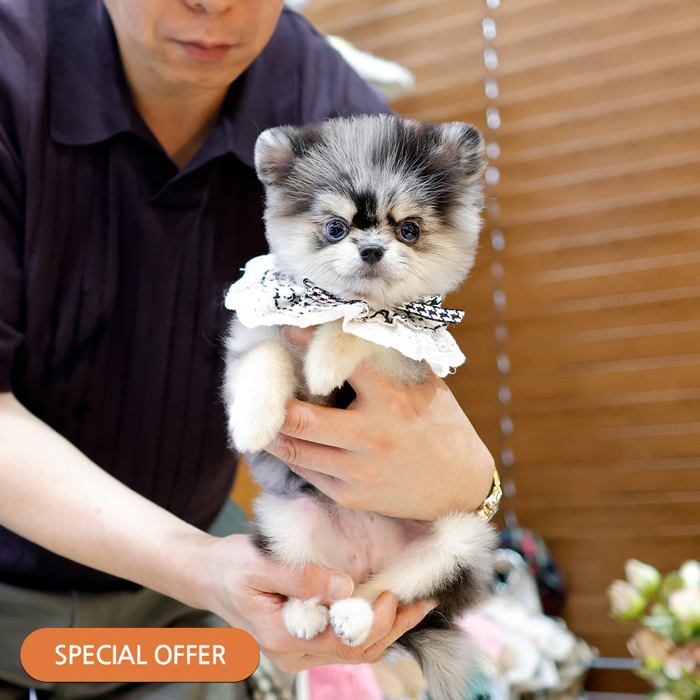 Pomeranian - Juhyeon (Female) $3300
