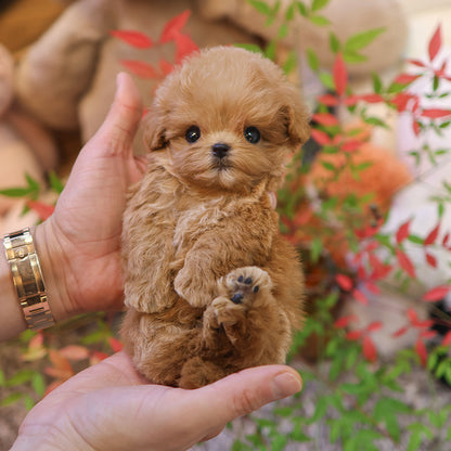 Maltipoo - Mcoha (Male) $3600